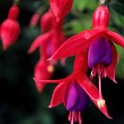 Fuchsia x 'MrsPopple'